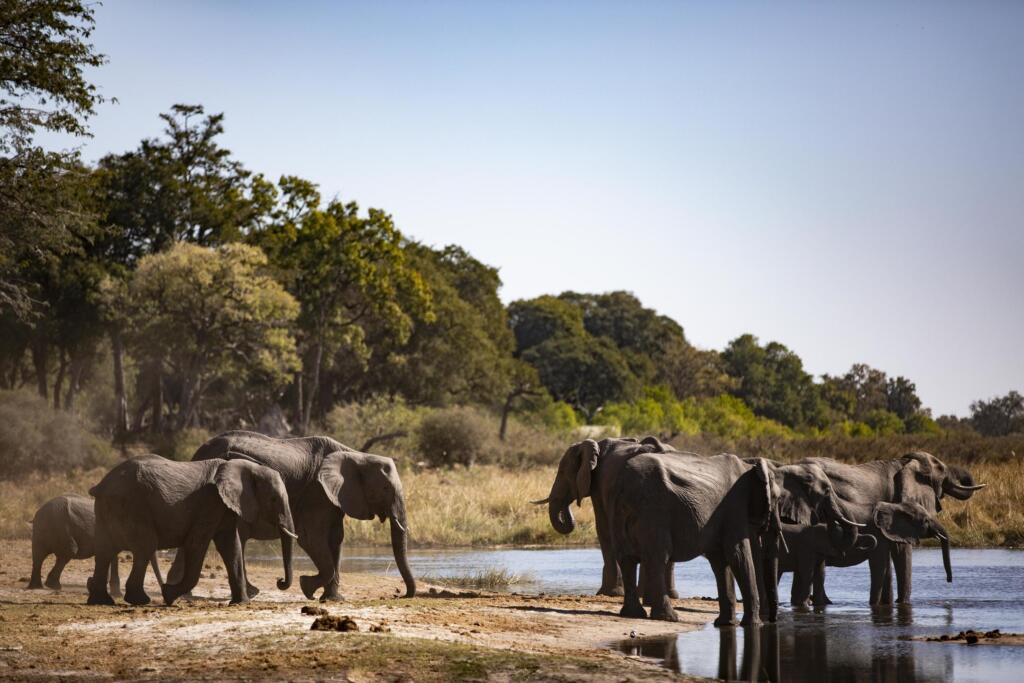 Okavango Delta, Family Safaris, Safari Drink Stops