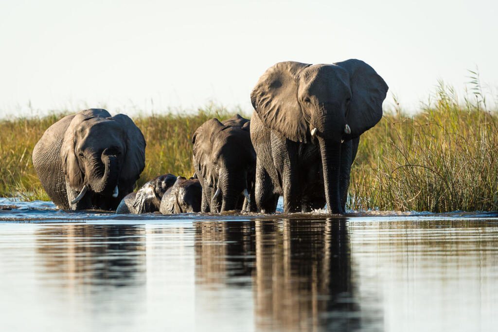 Linyanti Wildlife Reserve, Linyanti, Wilderness Destinations, DumaTau