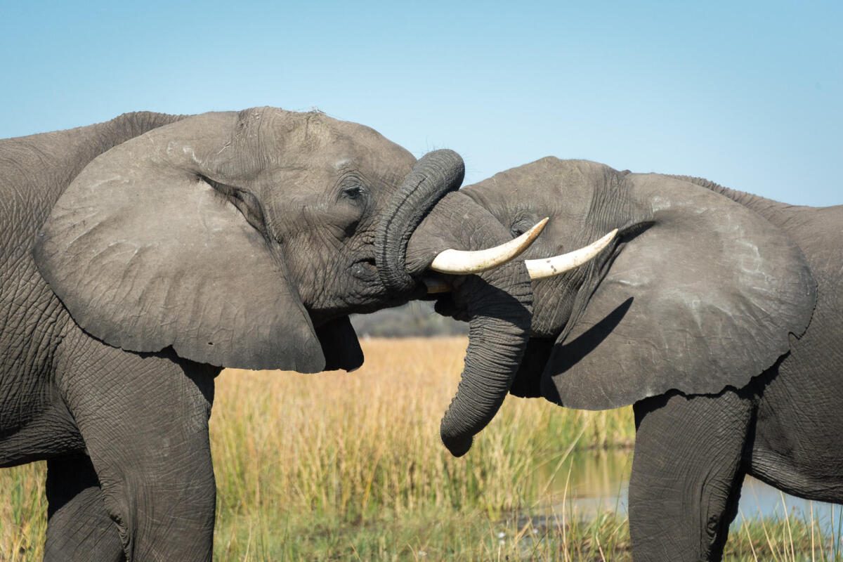 Linyanti Wildlife Reserve, Linyanti, Wilderness Destinations, DumaTau