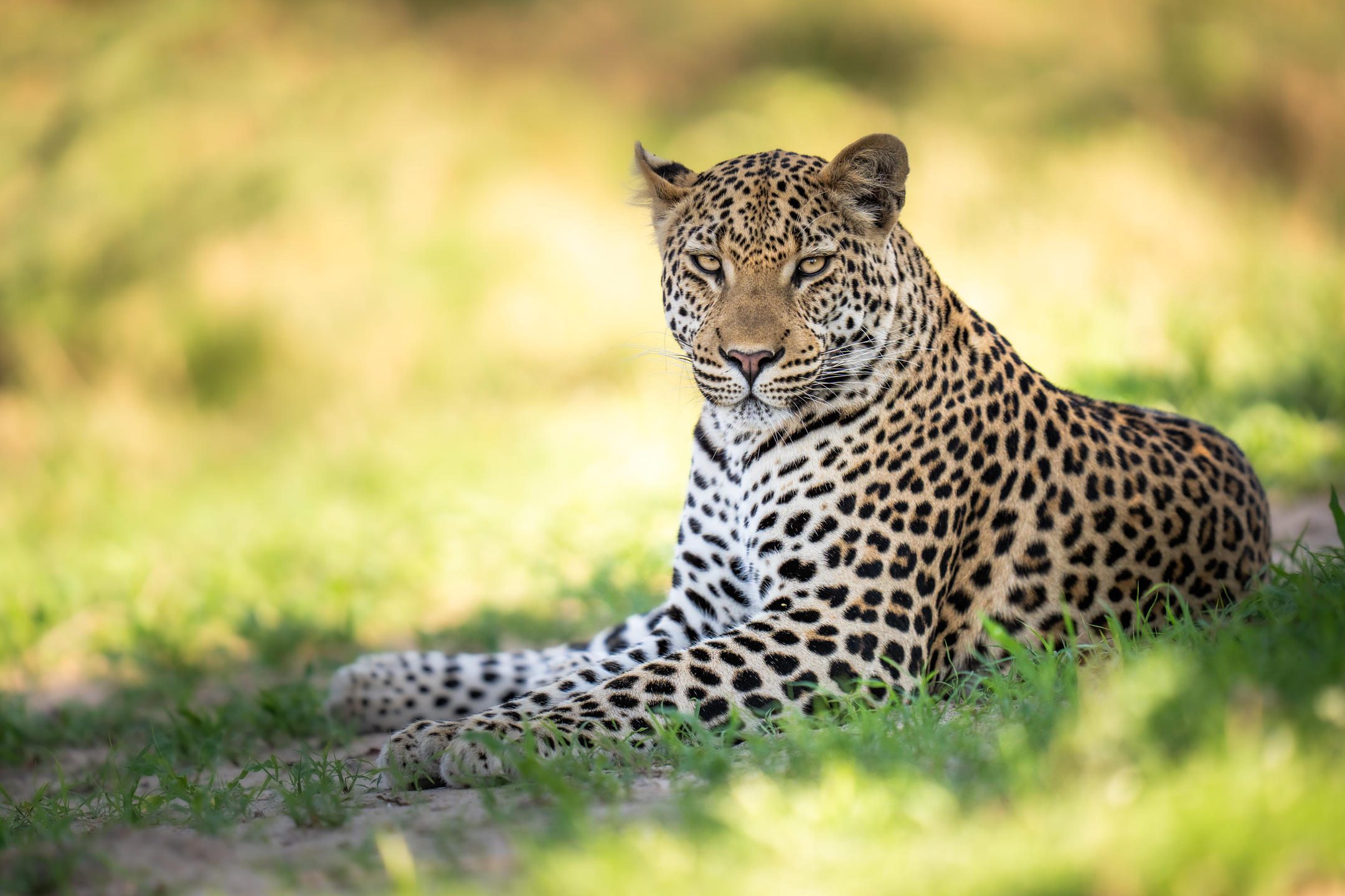 Leopard, Botswana 