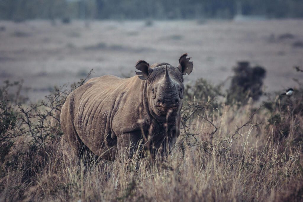 Emakoko, Nairobi National Park, Kenya
