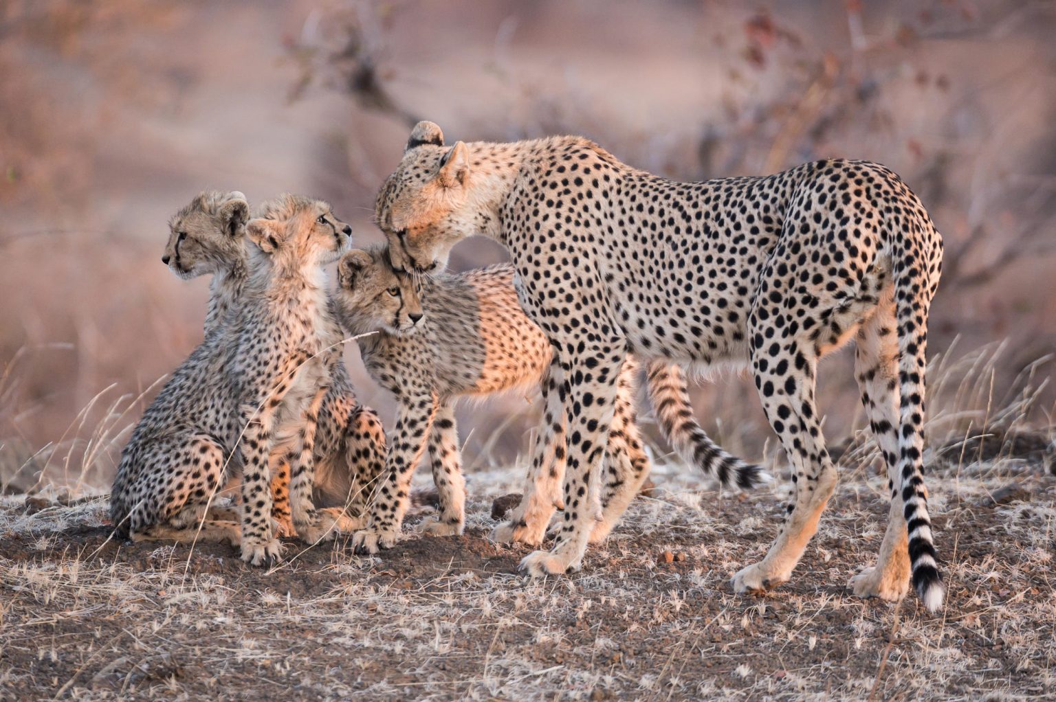 mashatu cheetah and cubs 1536x1022 1