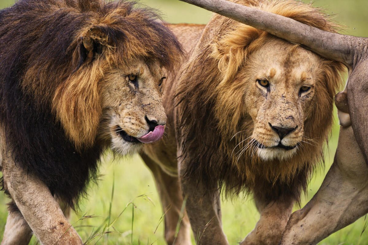 Asilia Naboisho Camp, Kenya, Mara Safaris