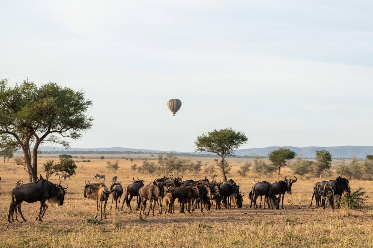 Serengeti, Great Migration, Singita