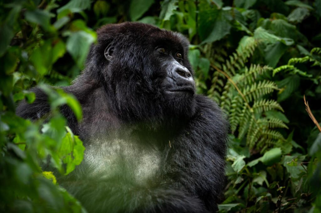 Singita. Gorilla Trekking, Rwanda Safaris