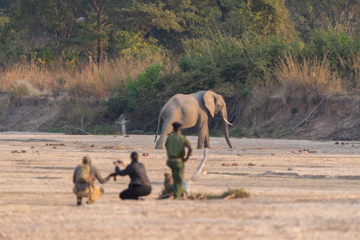 Time & Tide Luwi, South Luangwa, Walking Safaris