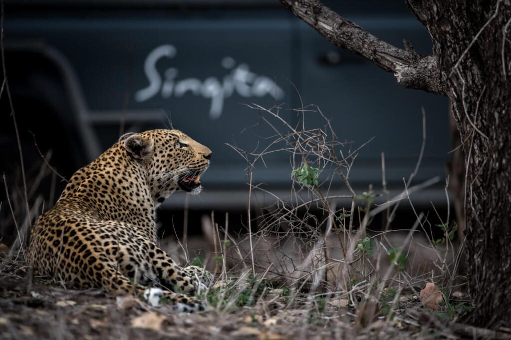 Big Five Safaris, Singita, Sabi Sand Game Reserve, Sabi Sands, Honeymoon Safaris