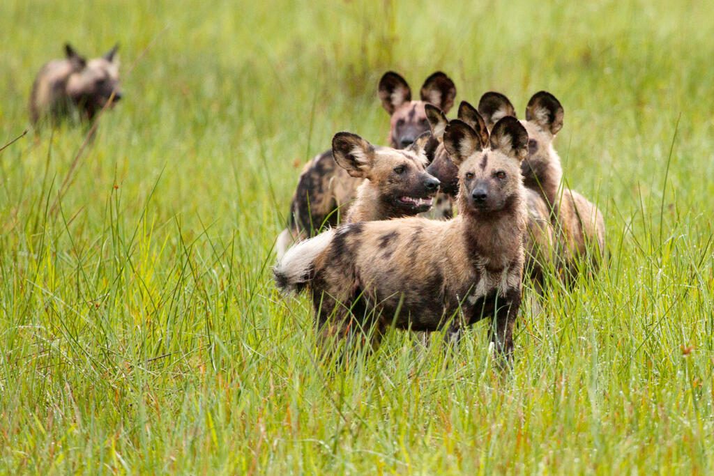 Wild Dogs, Okavango Delta, Delta Safaris, Nxabega, andBeyond Nxabega