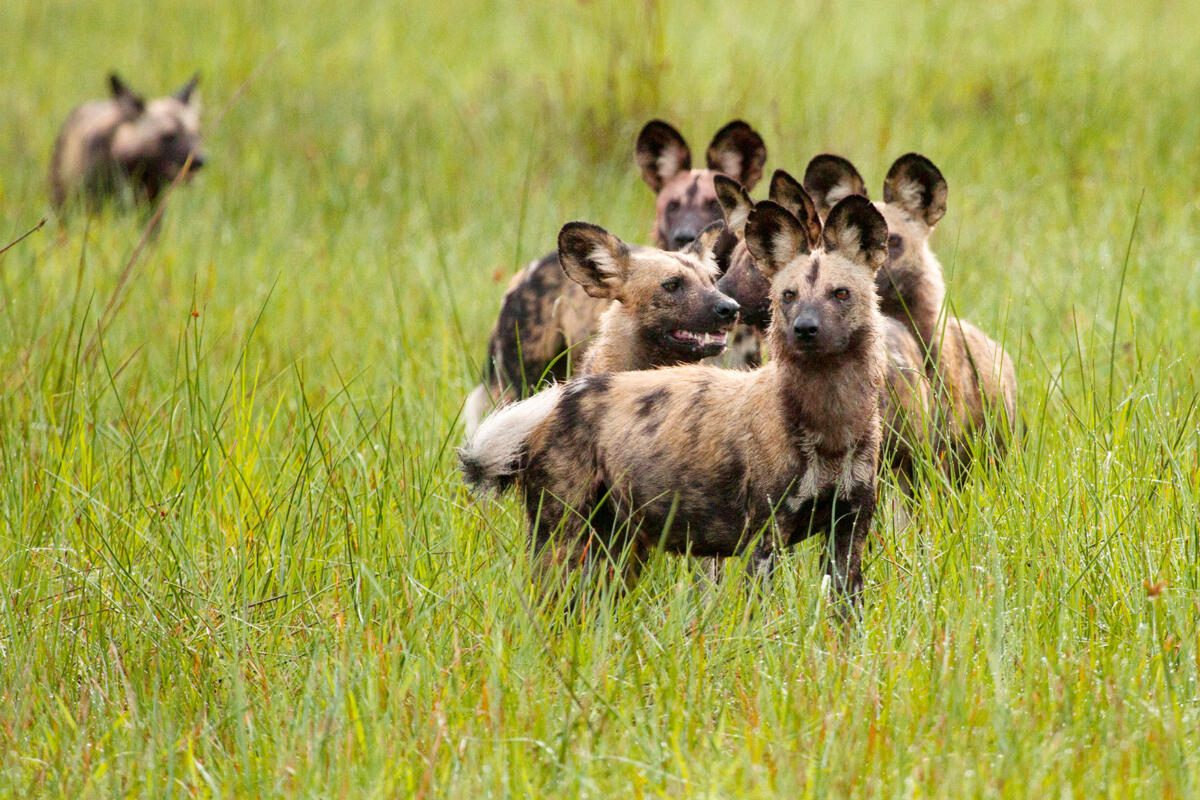 Wild Dogs, Okavango Delta, Delta Safaris, Nxabega, andBeyond Nxabega