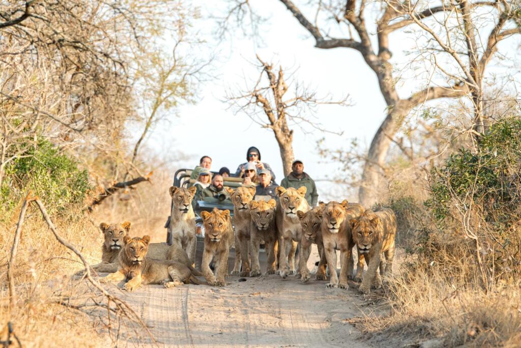 Game Drive, Greater Kruger, Big Five, Royal Malewane Portfolio