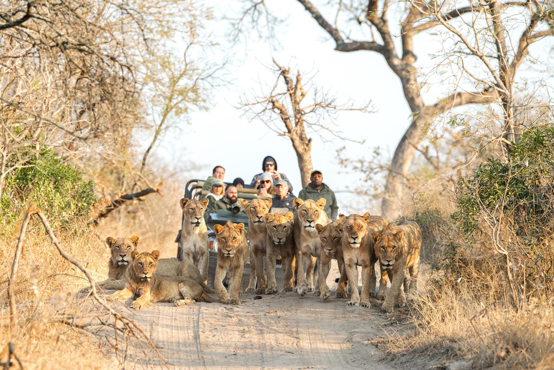 Game Drive, Greater Kruger, Big Five, Royal Malewane Portfolio