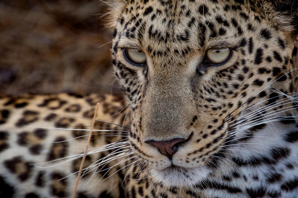 Leopard, Sabi Sands, Sabi Sand Game reserve, Big Five Safari