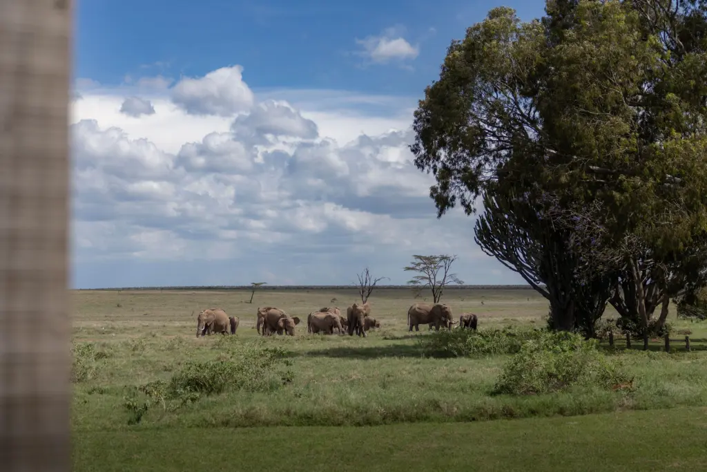 Big Five Luxury Safari, Laikipia County, Mount Kenya, Kyle & Leah Green, Travel Specialist