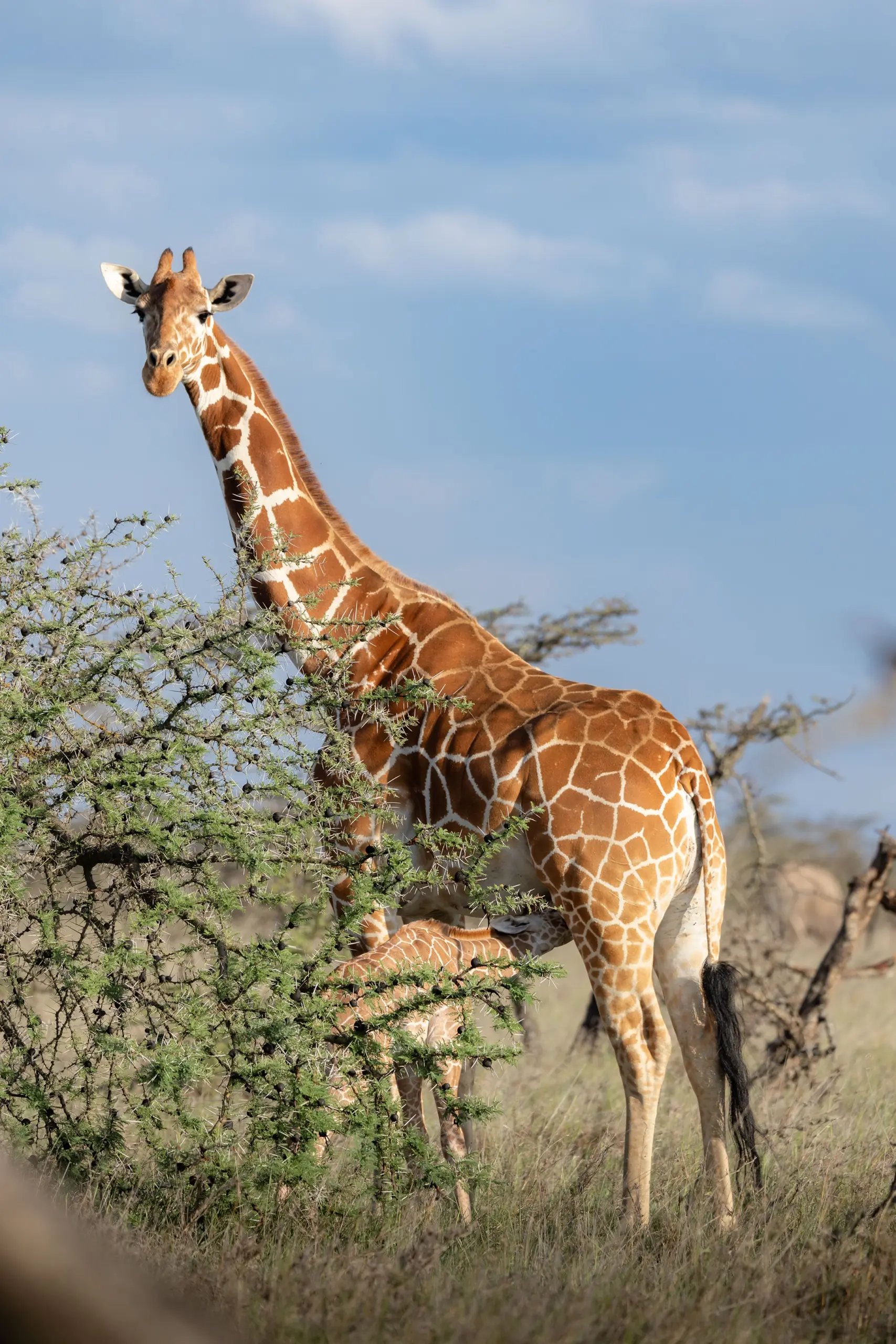 Big Five Luxury Safari, Laikipia County, Mount Kenya, Kyle & Leah Green, Travel Specialist