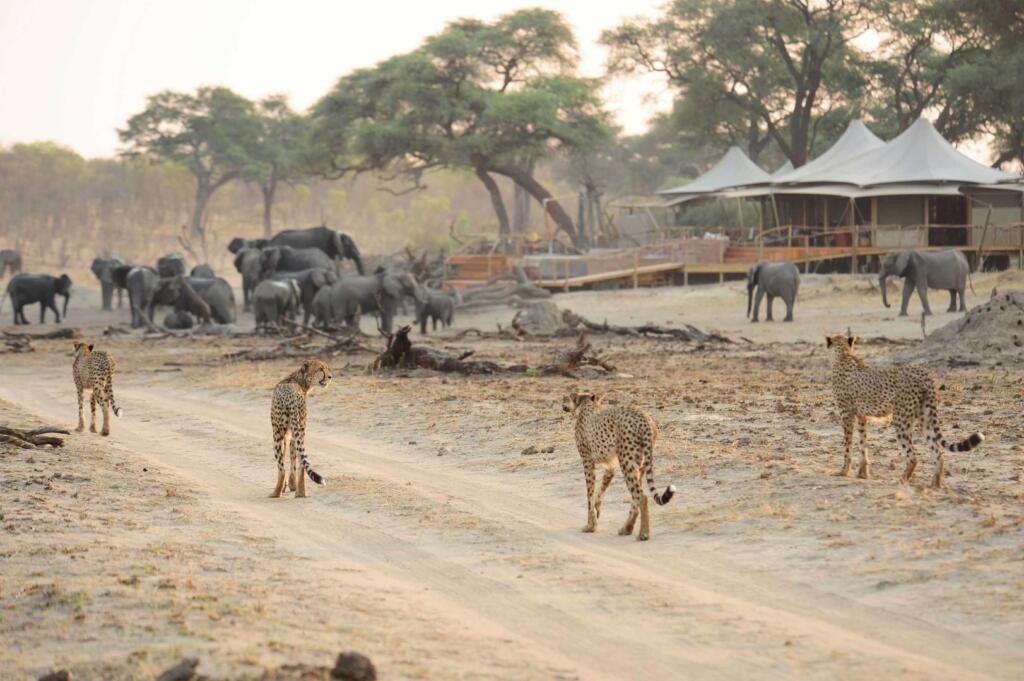 African Bush Camps, Hwange National Park, Fam