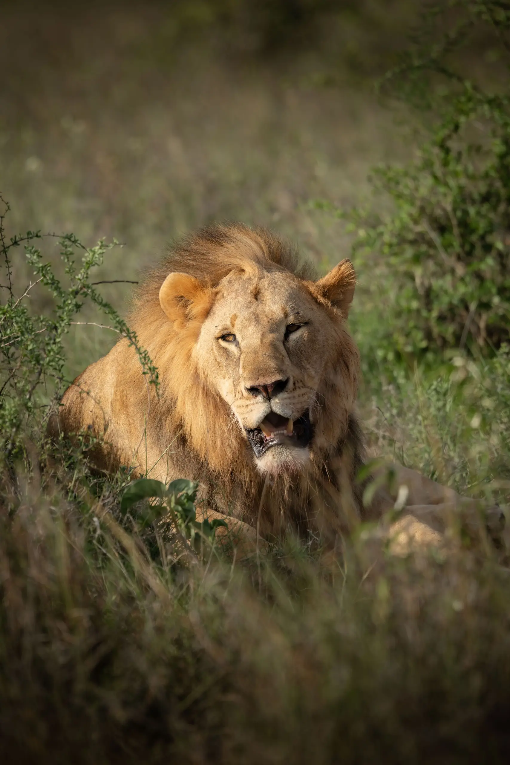 Big Five Luxury Safari, Laikipia County, Mount Kenya, Kyle & Leah Green, Travel Specialist