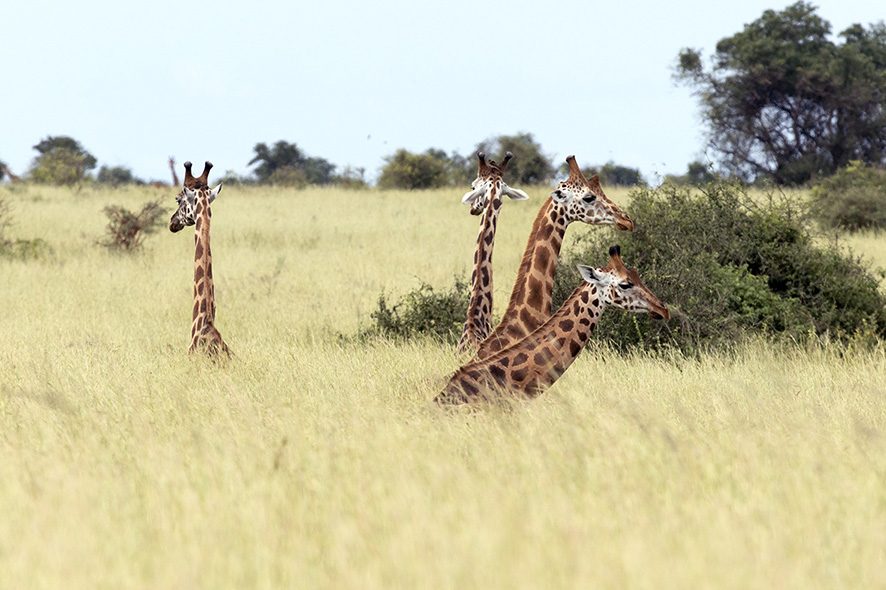 Nile Safari Lodge, Murchison Falls, Uganda
