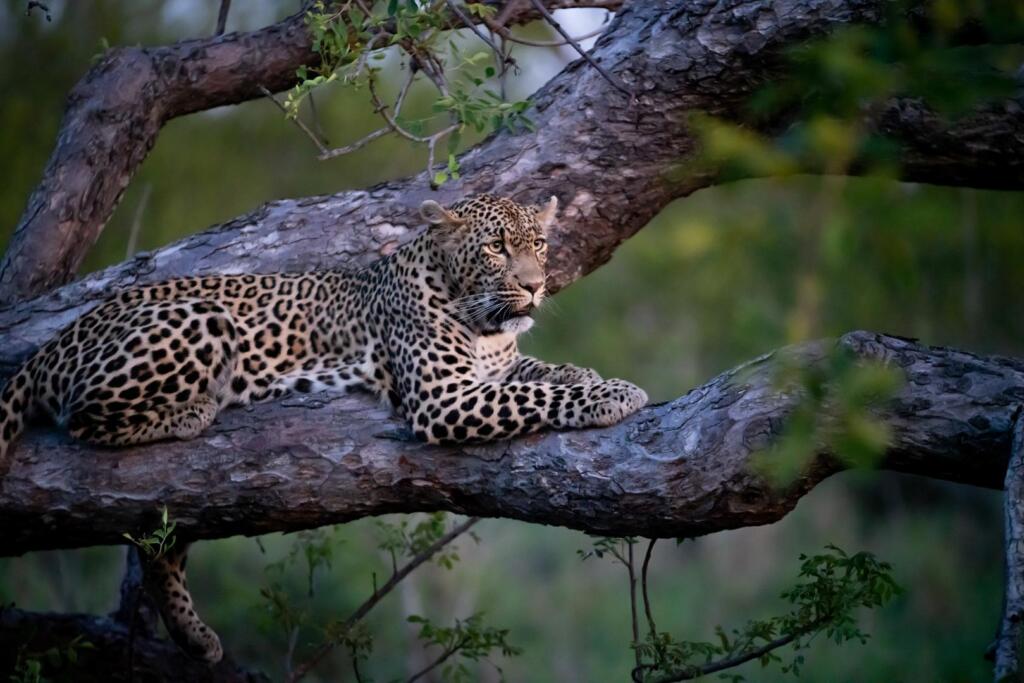 Exclusive Safaris, Sabi Sands, Sabi Sand Game Reserve, Big Five, Family Safaris, Private Group Safaris