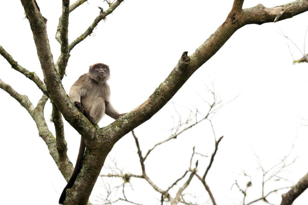 Primate Lodge Kibale, Chimpanzee Trekking