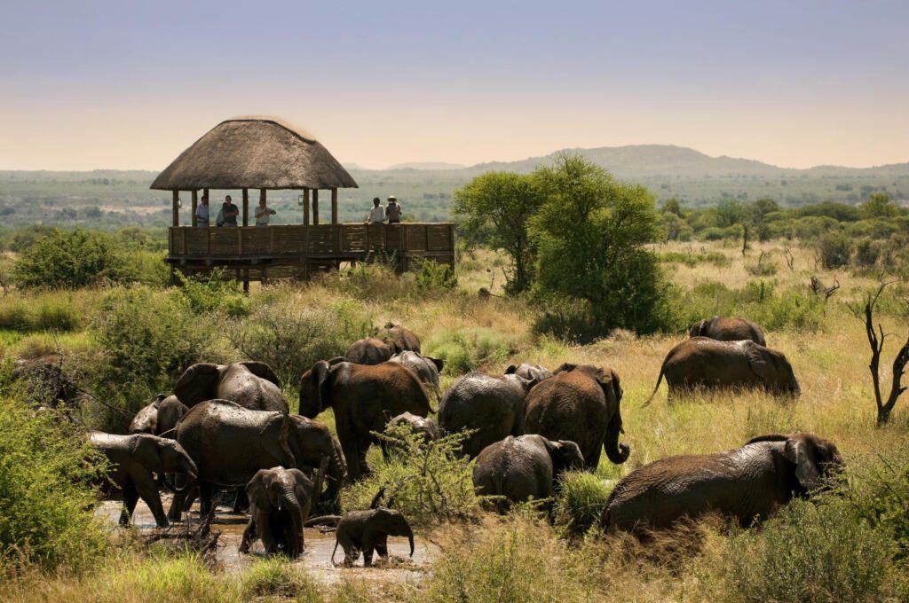 Family Safaris, Big Five,