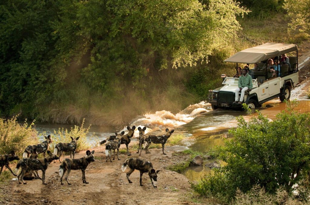 Family Safaris, Big Five, Wild dogs