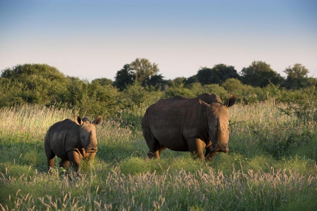 Family Safaris, Big Five, Malaria-Free safaris