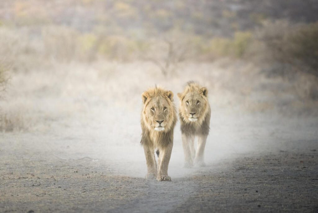 Etosha National Park