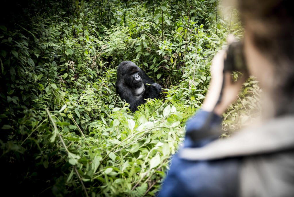 Gorilla Trekking, Wilderness, Volcanoes National Park