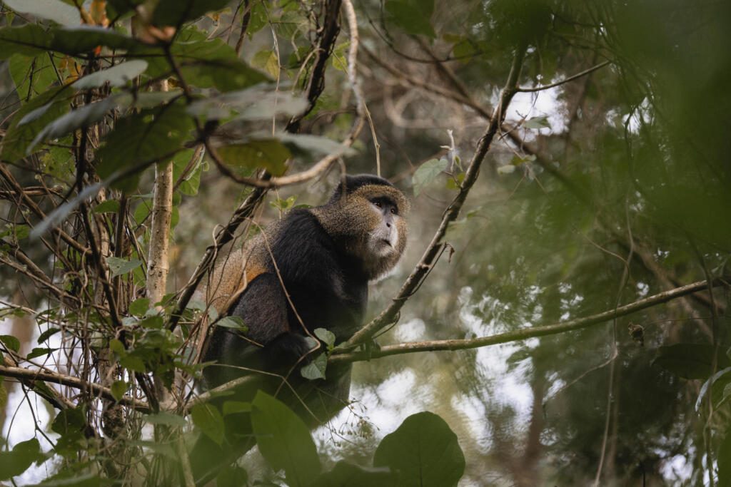 Goldne Moneky Trek, Wilderness, Volcanoes National Park