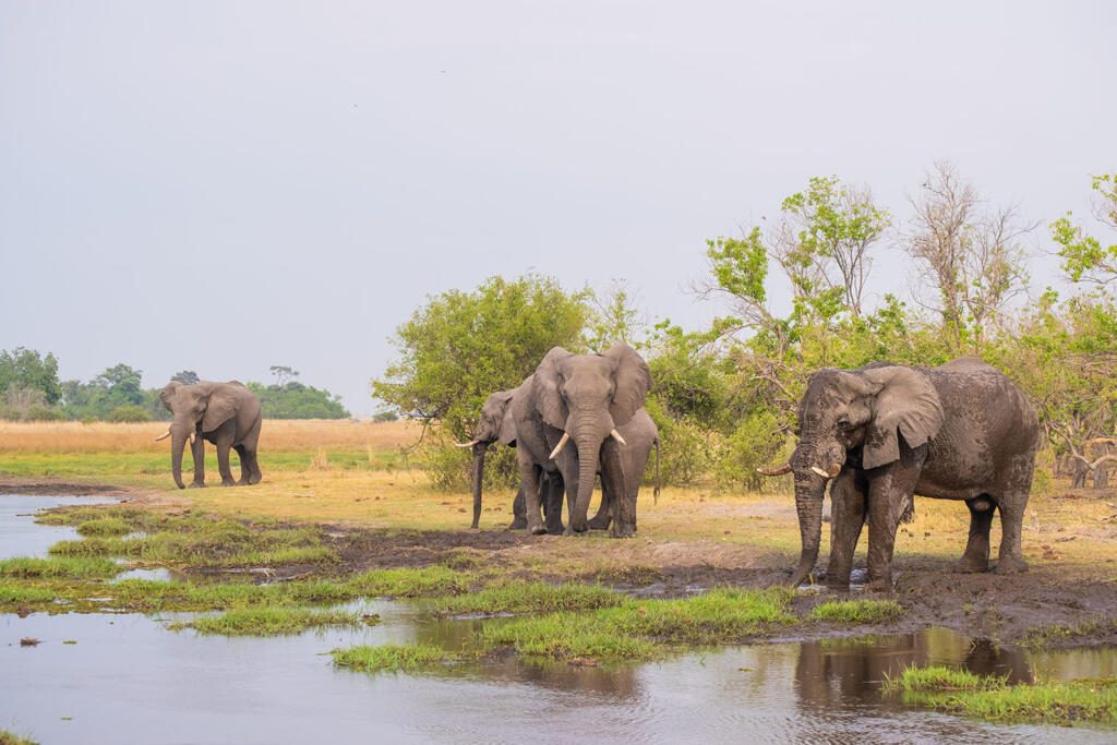 Linyanti Wildlife Reserve