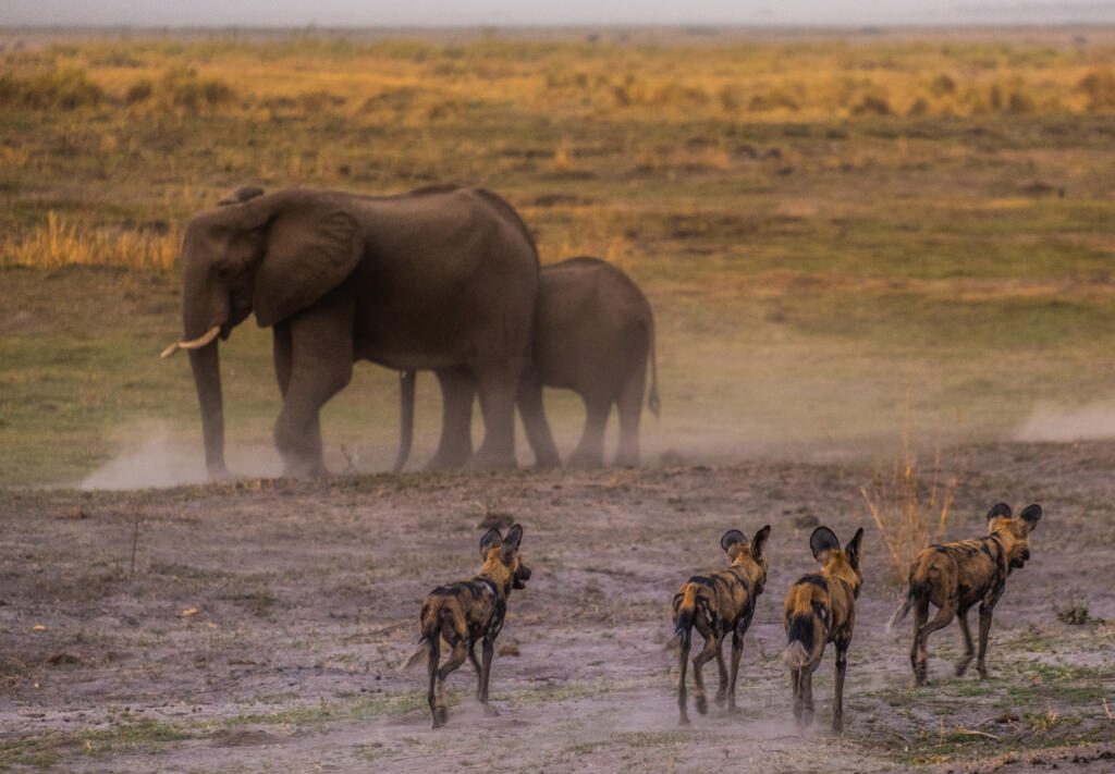 Wild dogs, game drive, Linyanti Wildlife Reserve