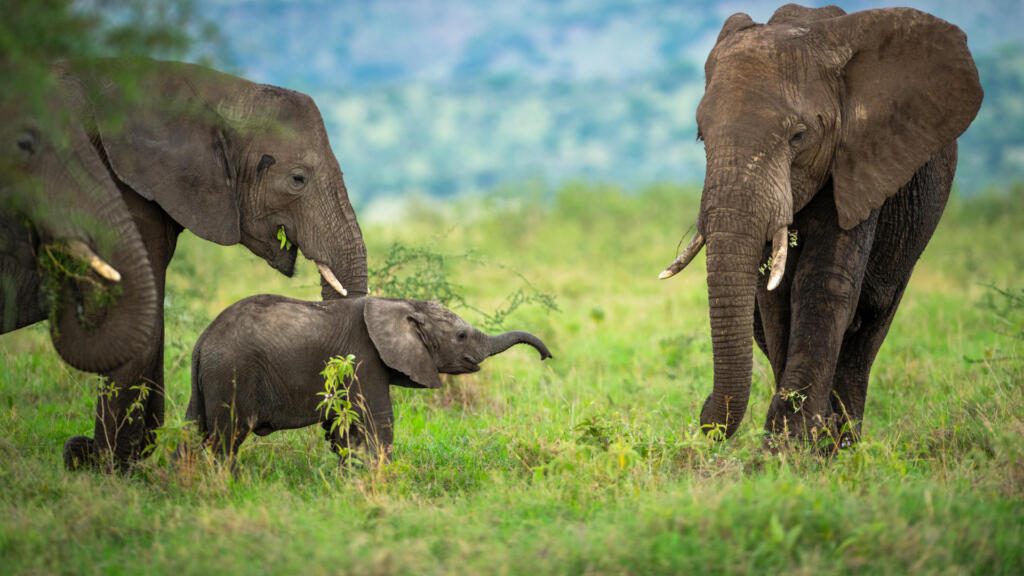 Serengeti National Park, Serengeti, Great Migration, Grumeti, Singita Grumeti
