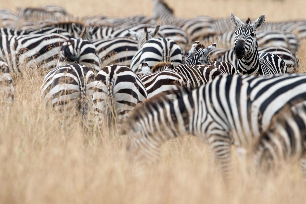 Serengeti National Park, Serengeti, Great Migration, Grumeti, Singita Grumeti