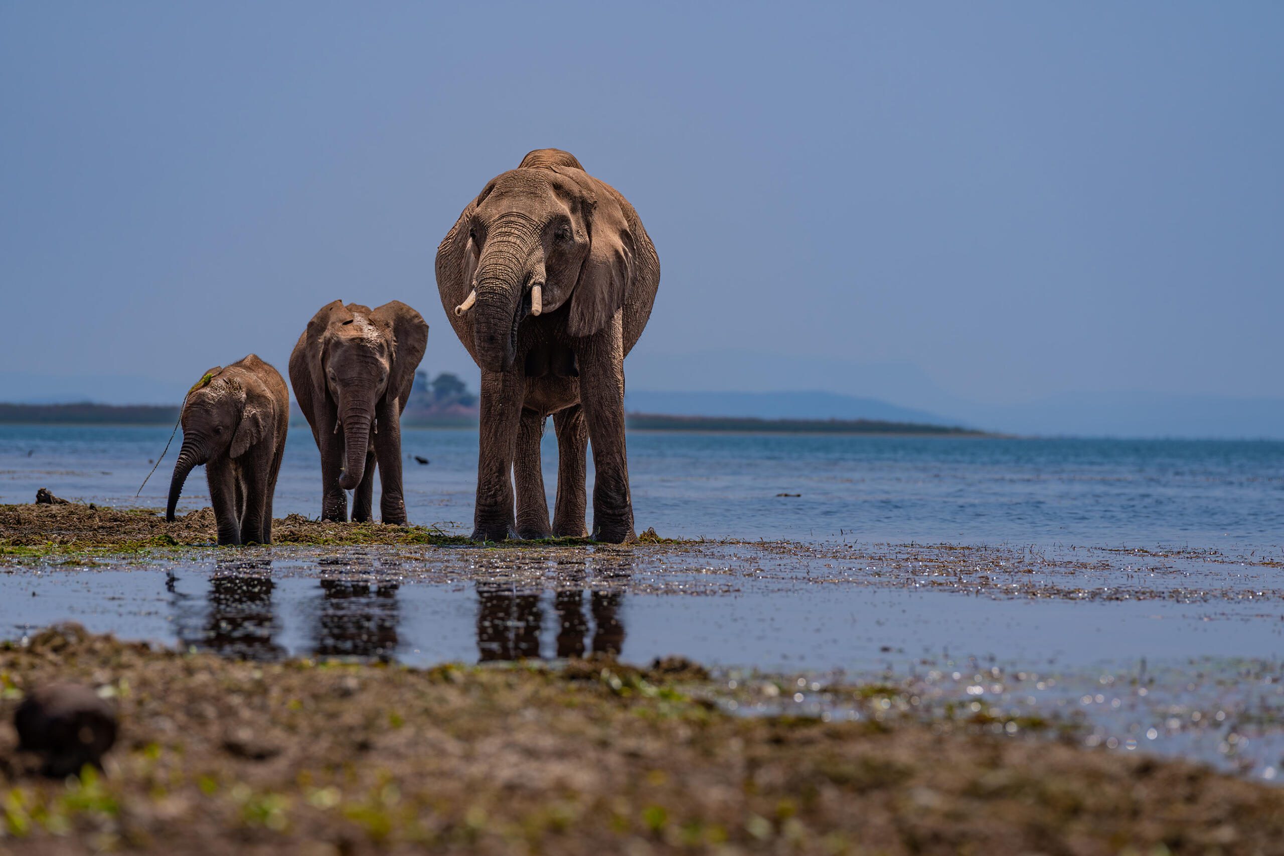 African Bush Camps, Lake Kariba, Matusadona Safari, Zimbabwe Safari