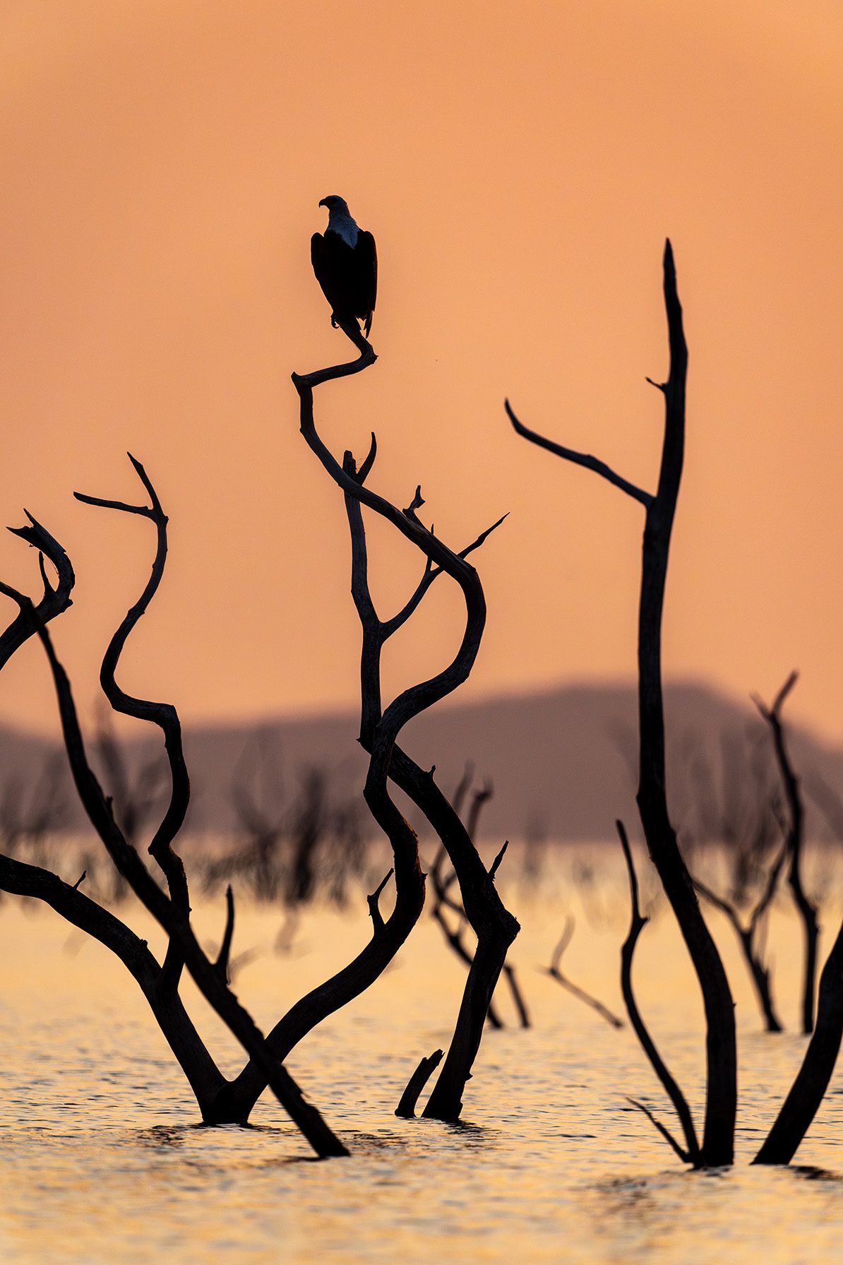 African Bush Camps, Lake Kariba, Matusadona Safari, Zimbabwe Safari