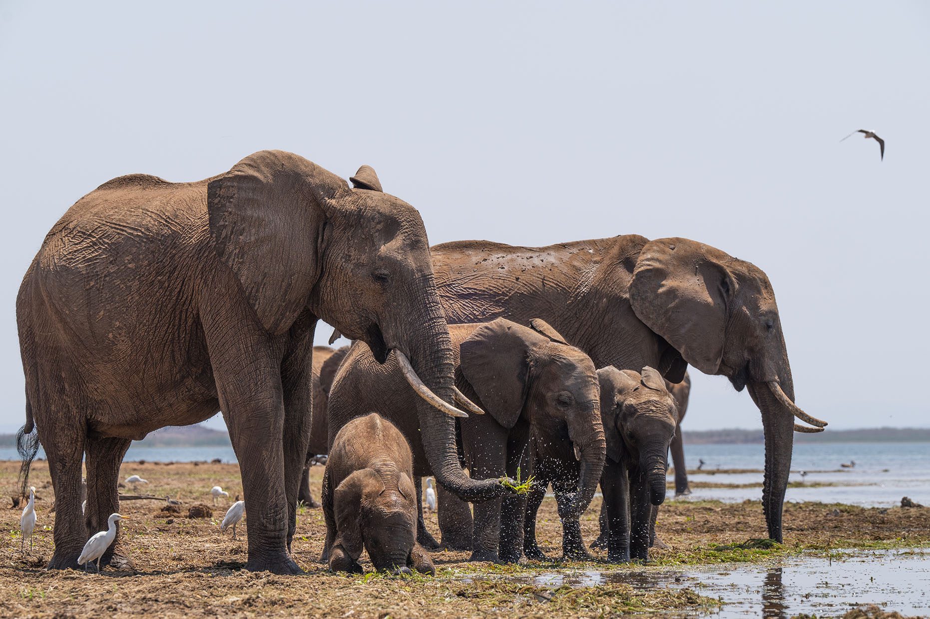 African Bush Camps, Lake Kariba, Matusadona Safari, Zimbabwe Safari