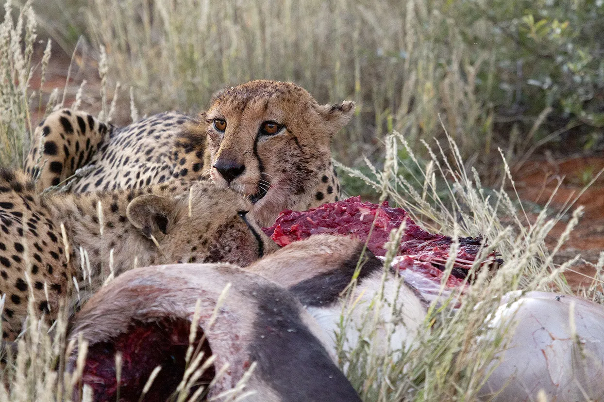 Cheetah, Tswalu Kalahari