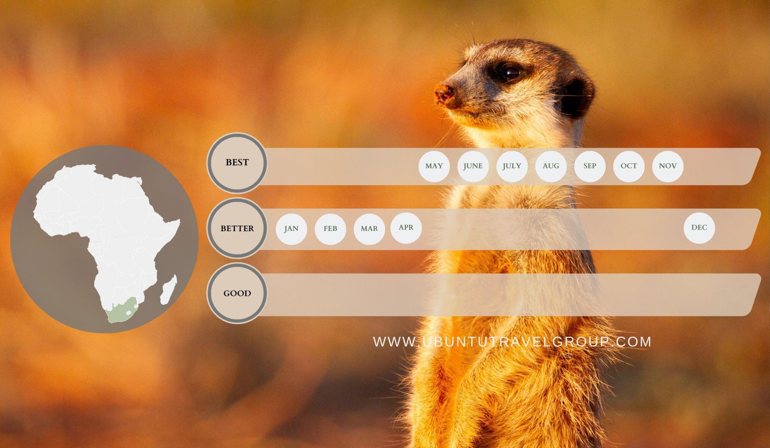 Tswalu Kalahari, Meerkats