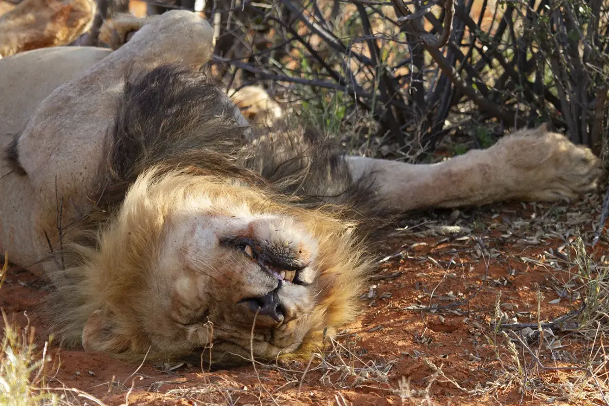 Black-manned lions, Kalahari, Tswalu