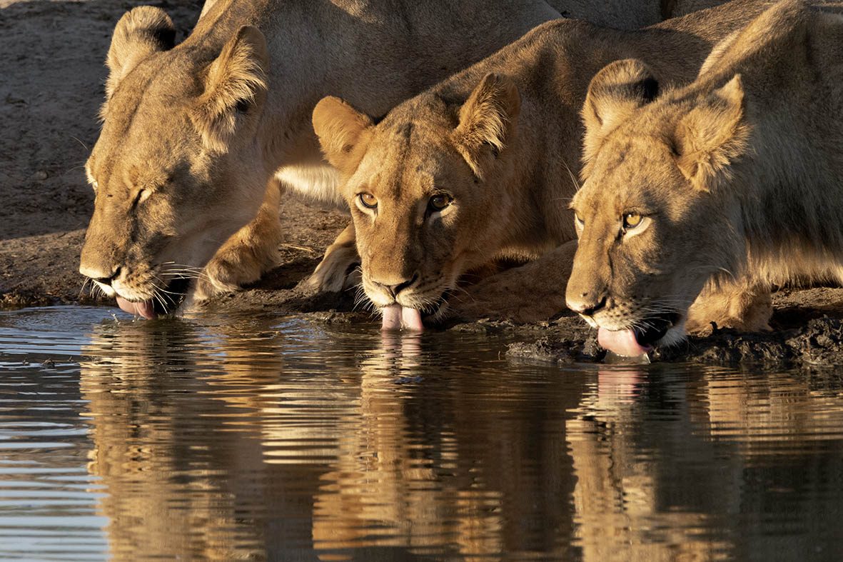 Somalisa Camp, Hwange, African Bush Camps, Zimbabwe Safari