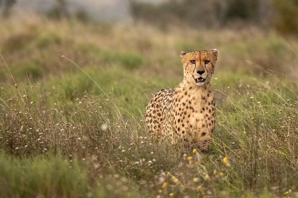 Travel + Leisure, Phinda Forest, Honeymoon Safari, Bush Breakfast, Phinda Private Game Reserve