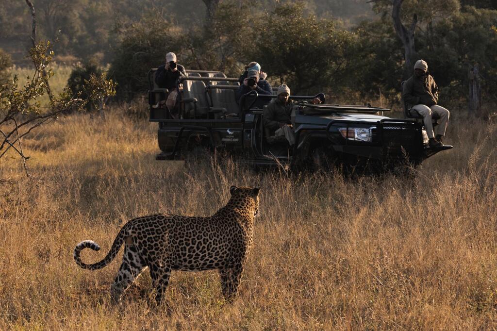 Sabi Sands, andBeyond Tengile River Lodge, Mala Mala, Mala Mala Collection, Leopard, Big Five, Tengile Mala Mala