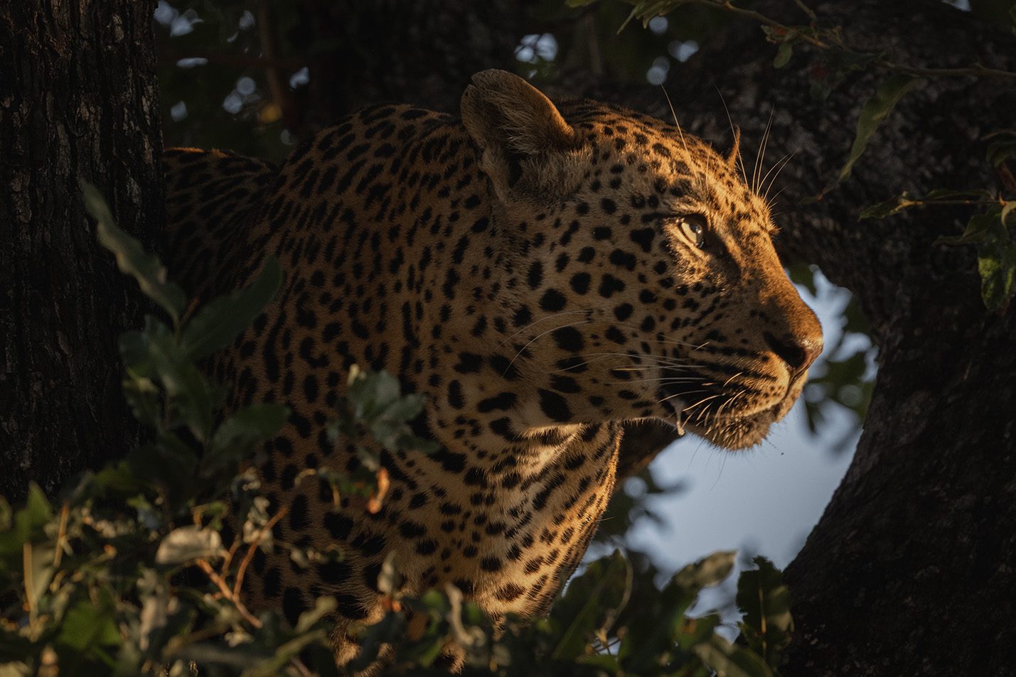 Sabi Sands, andBeyond Tengile River Lodge, Mala Mala, Mala Mala Collection, Leopard, Big Five, Tengile Mala Mala