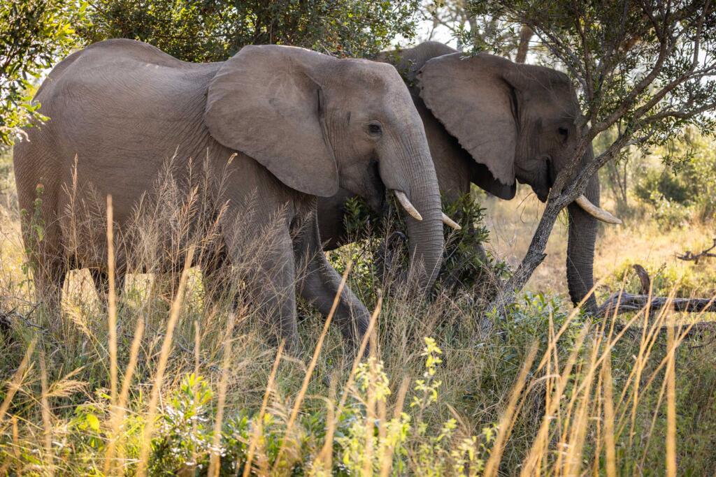 Sabi Sands, andBeyond Tengile River Lodge, Mala Mala, Mala Mala Collection, Leopard, Big Five, Tengile Mala Mala, Elephant