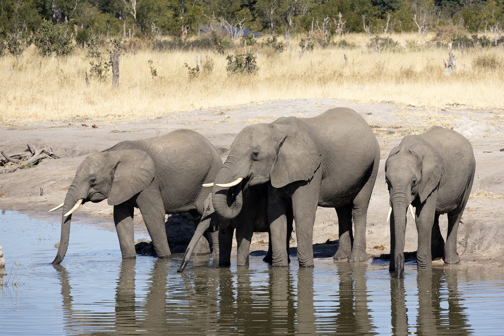 Hwange National Park, Elephants, Luxury Safari
