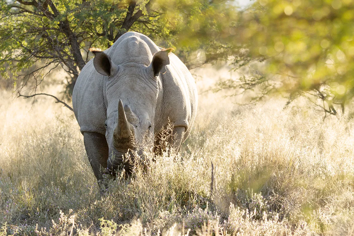 White rhino, rhino conservation, Tswalu, Kalahari
