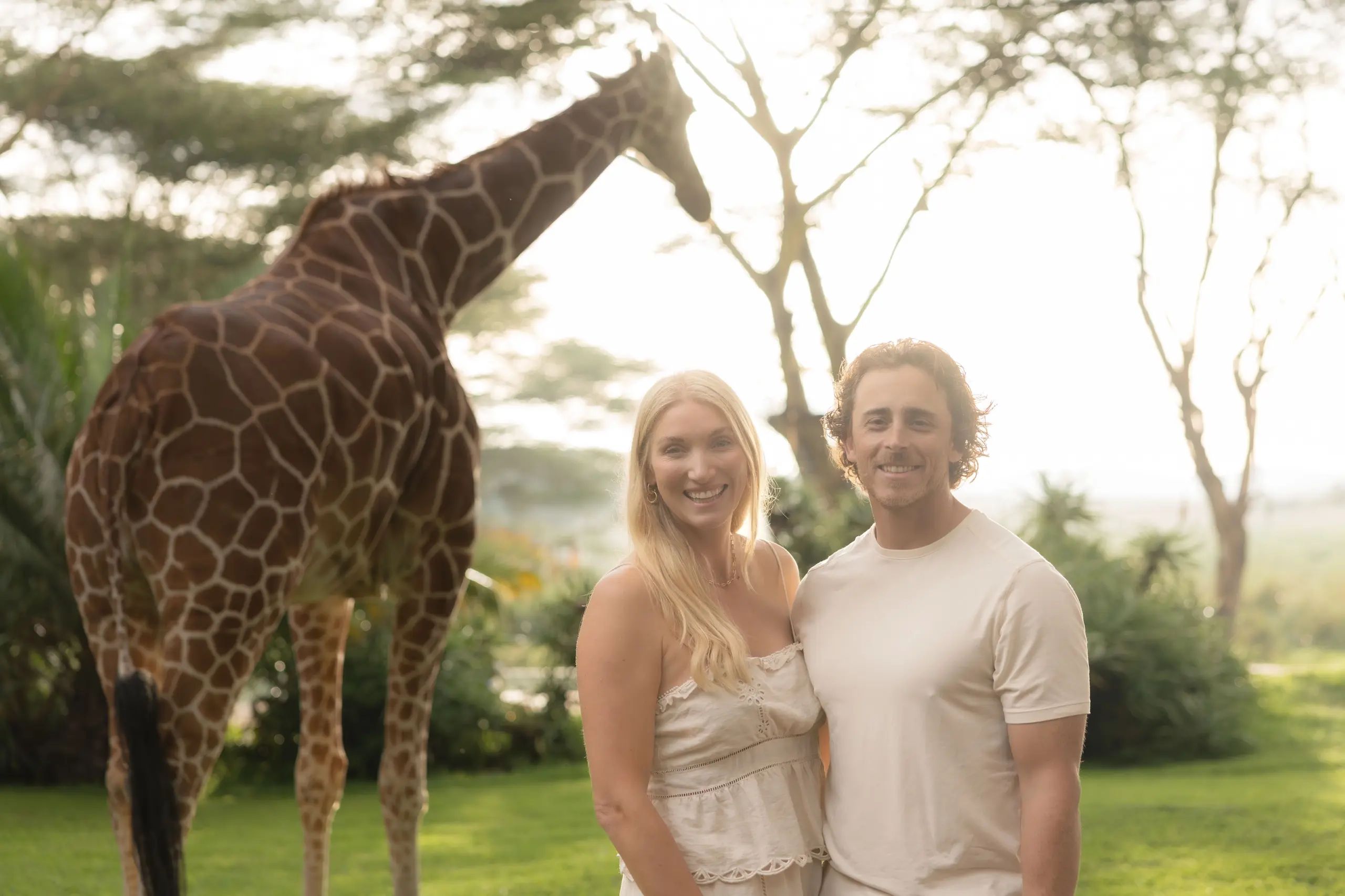 Reticulated giraffe at Sirikoi Tented Camp, Laikipia, Kenya. Sirikoi inside the Lewa Conservancy, Kenya 