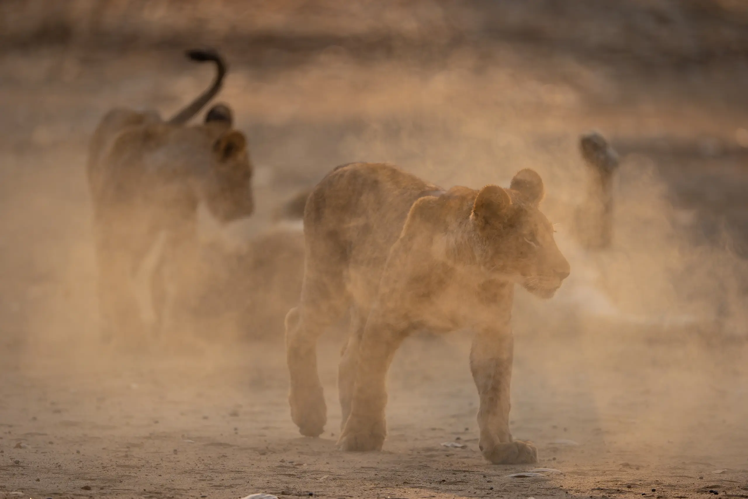 African Bush Camps, Mana Pools National Park, Luxury Safari