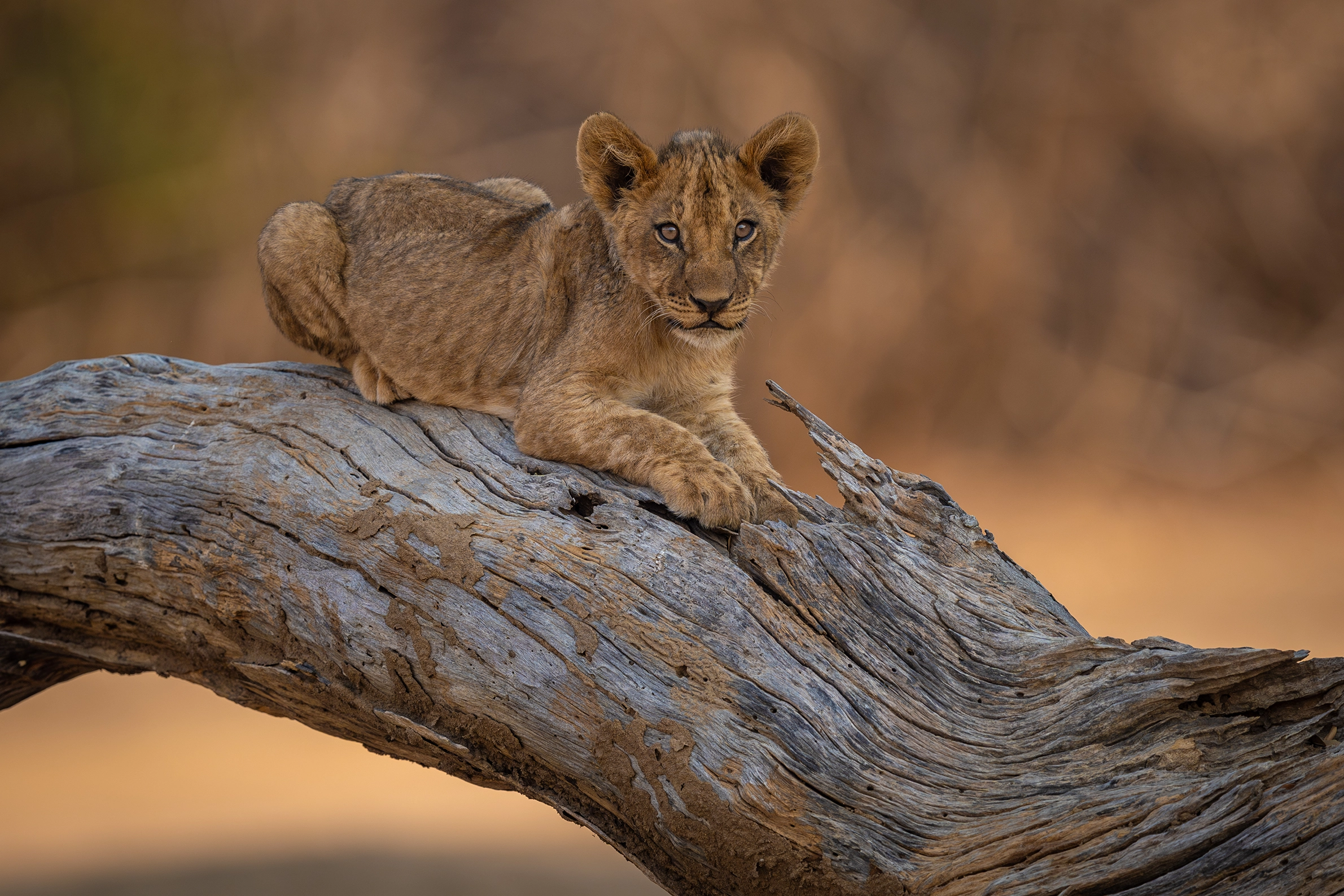 African Bush Camps, Mana Pools National Park, Luxury Safari
