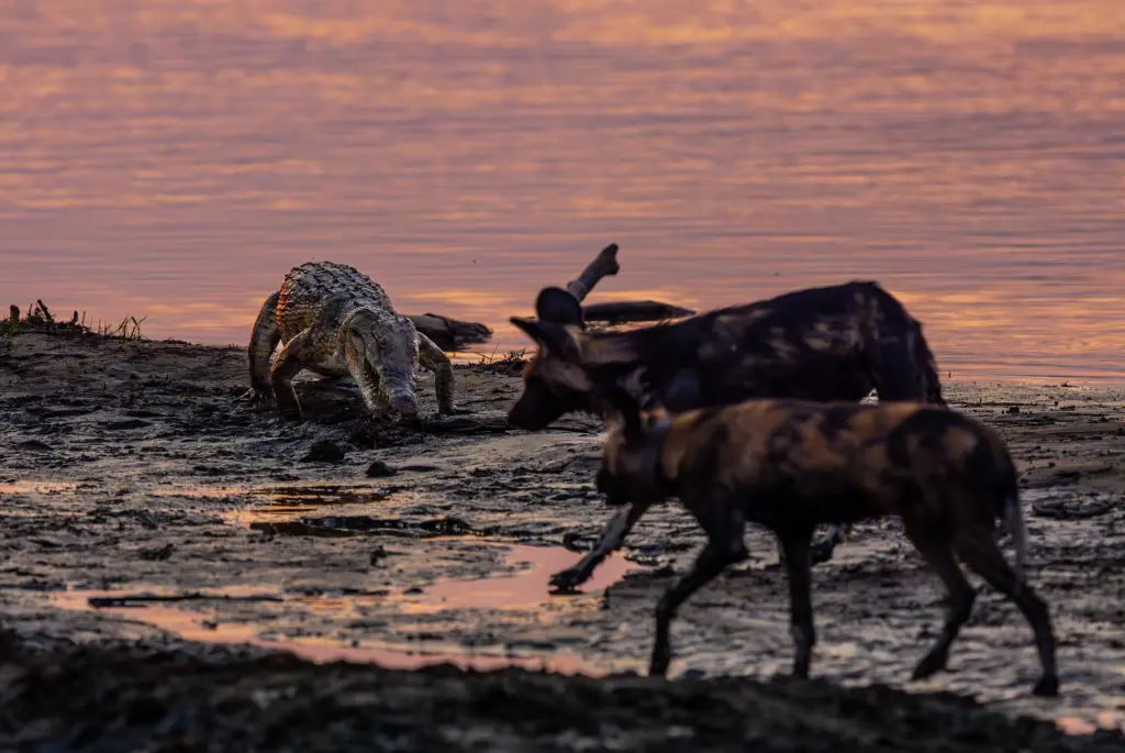 Wildlife and photographic safaris at African Bush Camps, Mana Pools National Park, Zimbabwe. 